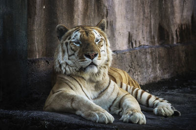 Tiger sitting in zoo