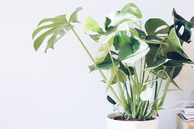 Close-up of potted plant against white background