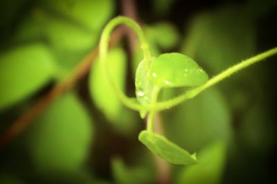 Close-up of leaves on plant