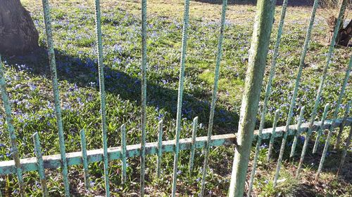 Plants growing on field seen through fence