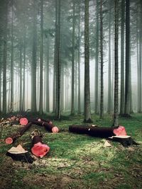 Forest in jizera mountains