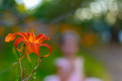 Close-up of orange flower growing on field