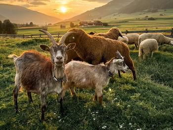 Sheep grazing on field