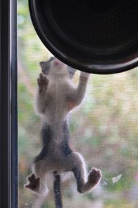 Close-up of cat looking through window