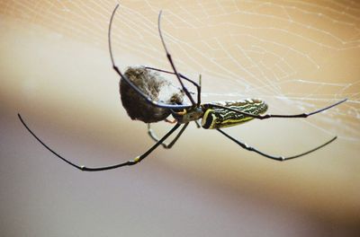 Macro shot of spider with prey in cocoon on web