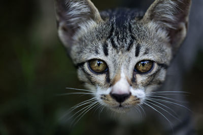 Close-up portrait of cat