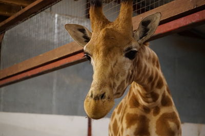 Close-up of a giraffe 