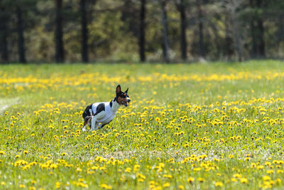 Basenji dog running in white jacket on coursing field at competition in summer