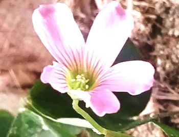 Close-up of pink flowers