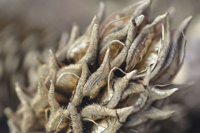 Close up of leaf