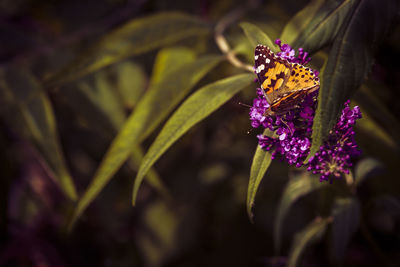 Close-up of butterfly pollinating on purple flower