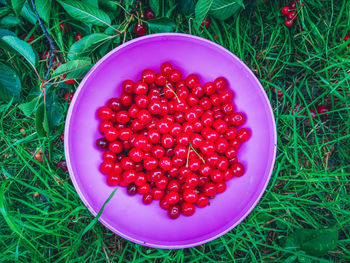 High angle view of strawberries in bowl on field