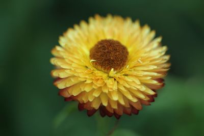 Close-up of yellow flower