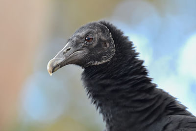 Head shot of a black vulture 
