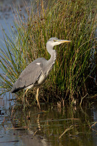 Side view of a bird in water