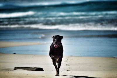 Black dog running at beach