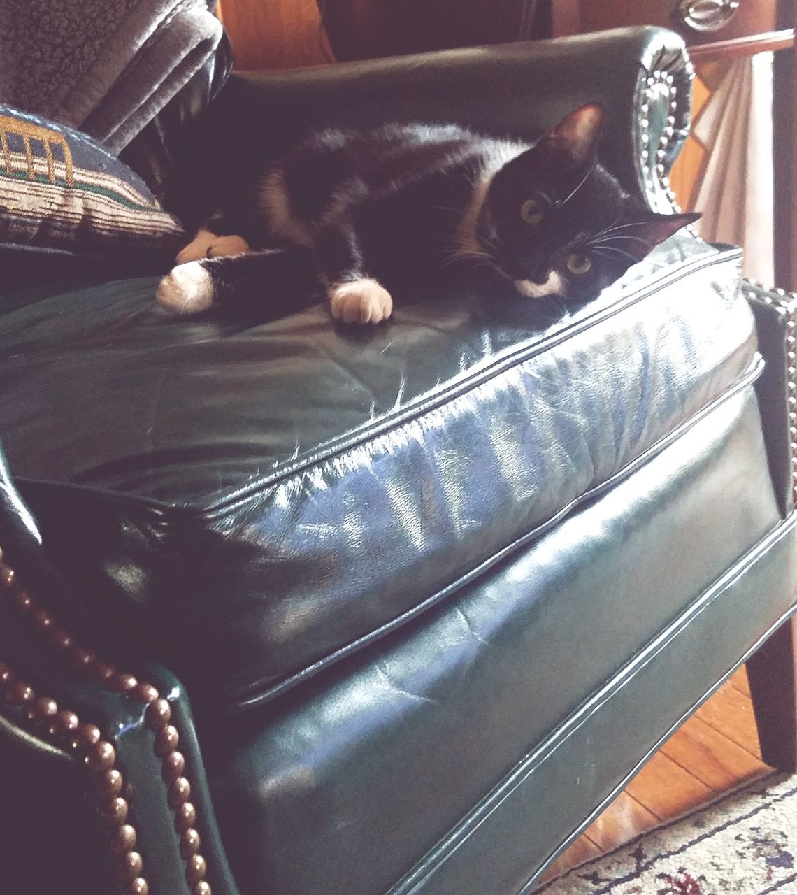 domestic cat, pets, domestic animals, feline, animal themes, one animal, mammal, cat, no people, indoors, whisker, luggage, day, close-up