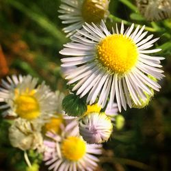 Close-up of daisy flowers