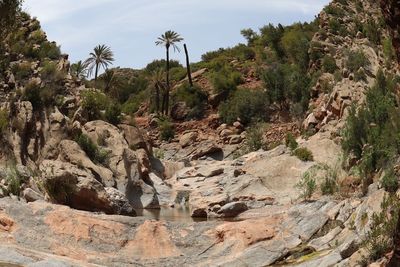 Rock formation amidst trees against sky