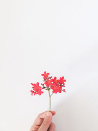 Close-up of hand holding red flower against white background