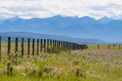 Scenic view of grassy field and mountains against sky