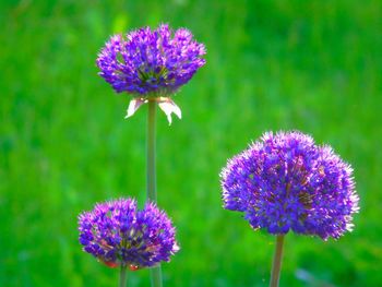 Close-up of purple thistle blooming on field