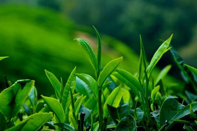 Close-up of fresh green plant in field