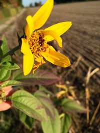 Close-up of yellow flower