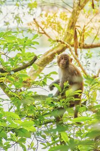 Low angle portrait of monkey perching on tree