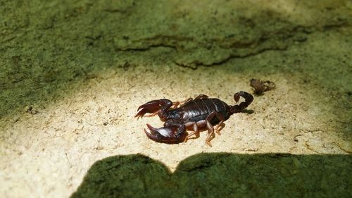 High angle view of scorpion at beach