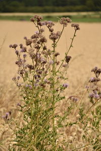 Close-up of flowering plant on field