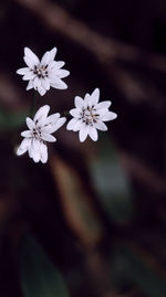 Close-up of white cherry blossoms