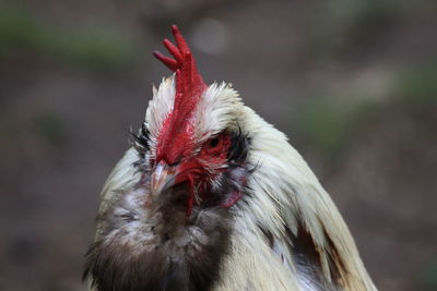 Close-up of rooster