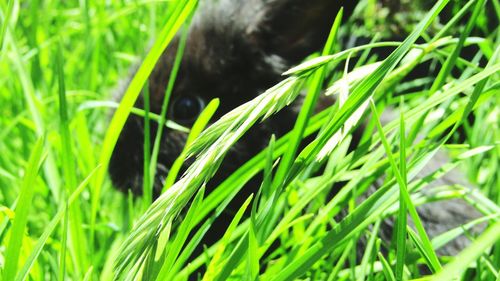 Close-up of green plant on field