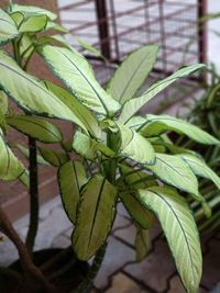 Close-up of plant