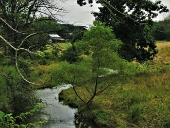 Scenic view of forest against sky