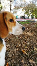 Close-up of dog on tree during autumn