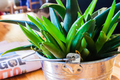 Close-up of potted plant