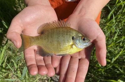 Close-up of hand holding fish