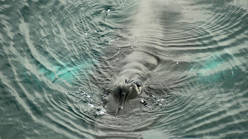 Blowhole and fin of humpback whale