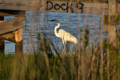 View of heron on creek