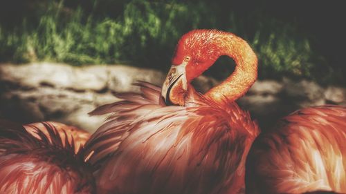 Close-up of red bird