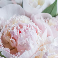 Close-up of white roses