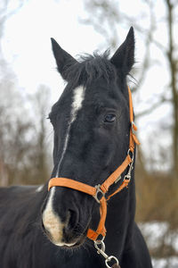 Close-up of a horse