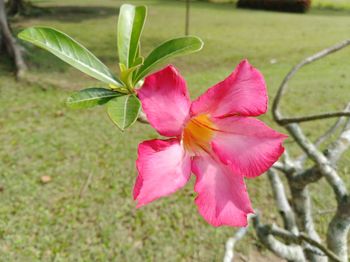 Close-up of pink flower blooming outdoors