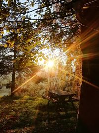 Sunlight streaming through trees in park