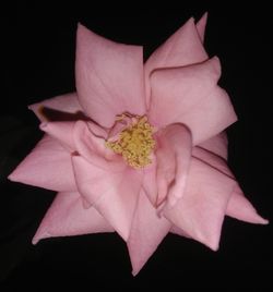 Directly above shot of flower over black background