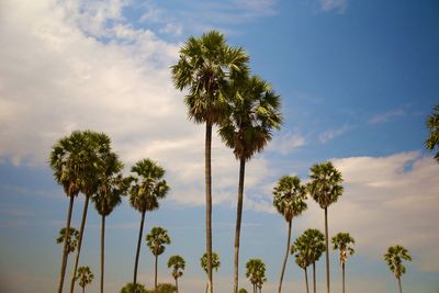 Low angle view of palm trees against sky