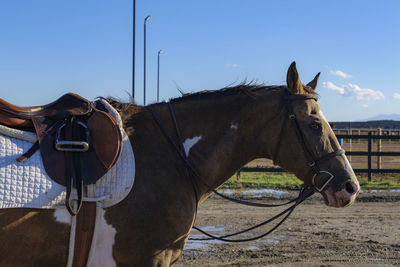 Saddle with stirrups on a back of a brown horse