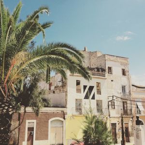 Low angle view of palm trees against the sky